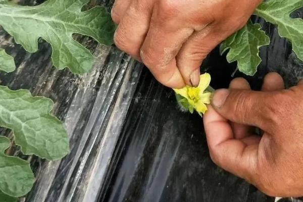 西瓜人工授粉方法，可将雄花的花药涂抹至雌花的花柱上