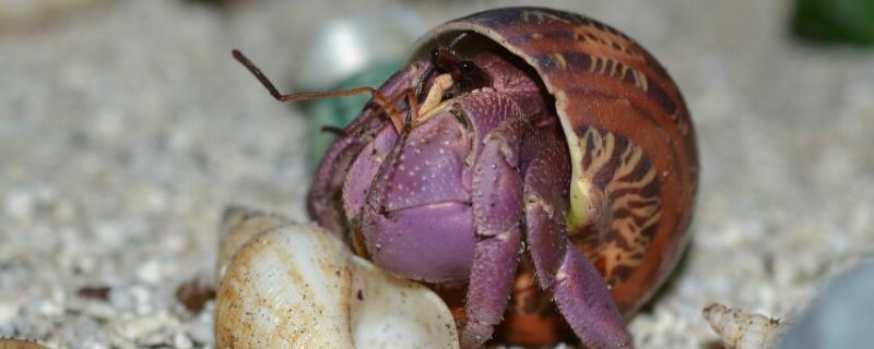 寄居蟹的外观特征，头胸部具有头胸甲且颈沟明显