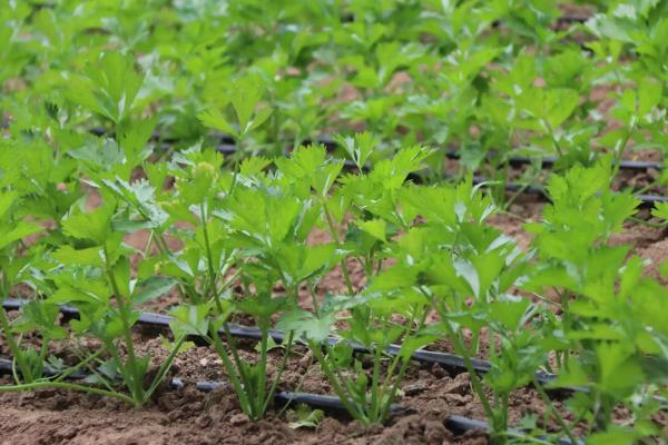 多大的芹菜苗才能移栽，株高达到10厘米即可栽种