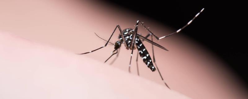 蚊子对自然环境有哪些益处，可传播花粉为鸟类提供食物
