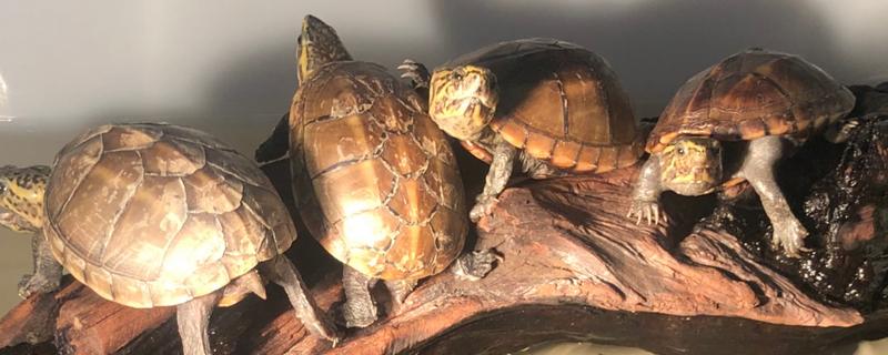 果核龟可以长到多大，成年个体的长度多为12厘米左右
