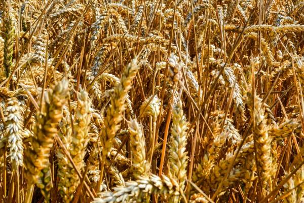 小麦的产量，一般在500-900斤左右