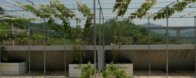 怎么在楼顶种葡萄，墙边可修建栽种池