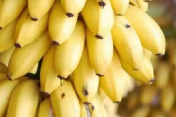 中国最好吃的香蕉排名