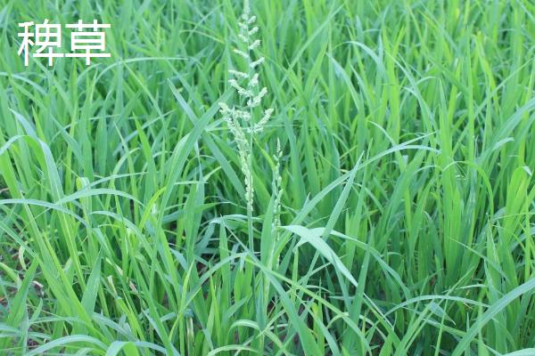 水稻和稗草有什么区别，稗草无叶舌与叶耳