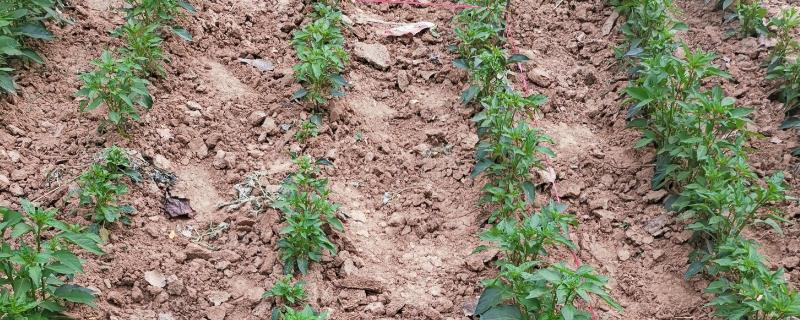 辣椒的适宜种植深度，种子应位于地下3-5厘米
