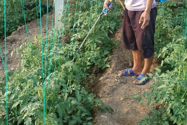 如何让西红柿快速生根，使用生根肥可以促进根系生长