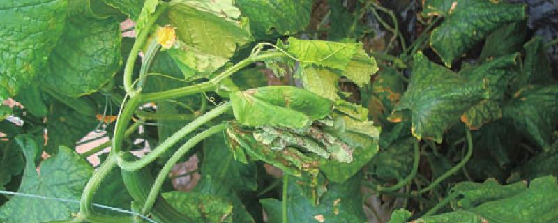 怎么防治黄瓜蔓枯病，合理密植可增强植株抗性