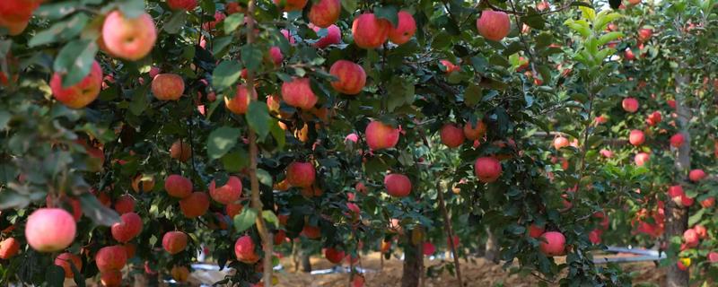 怎么通过修剪提高苹果树的产量，多余的大枝要全部疏除
