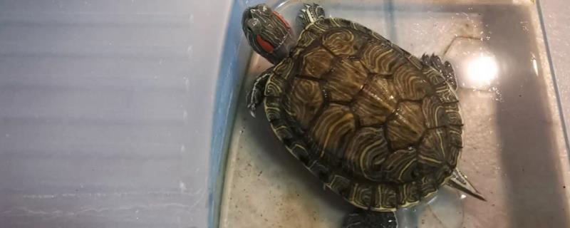 巴西龟是不是深水龟，并不适合在深水中生活