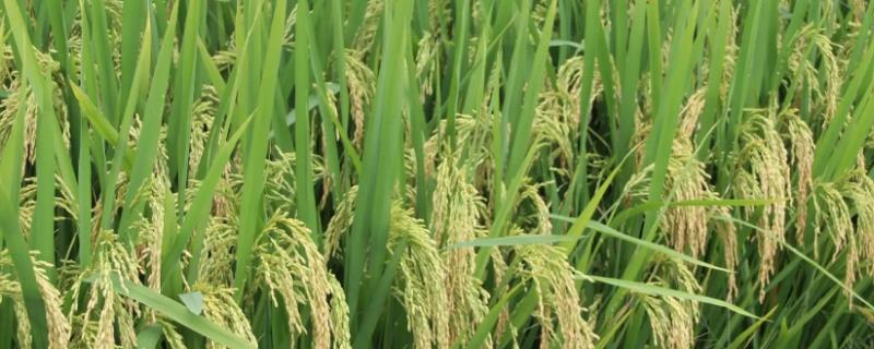 吡唑醚菌酯有什么作用，可防治麦类和水稻病害