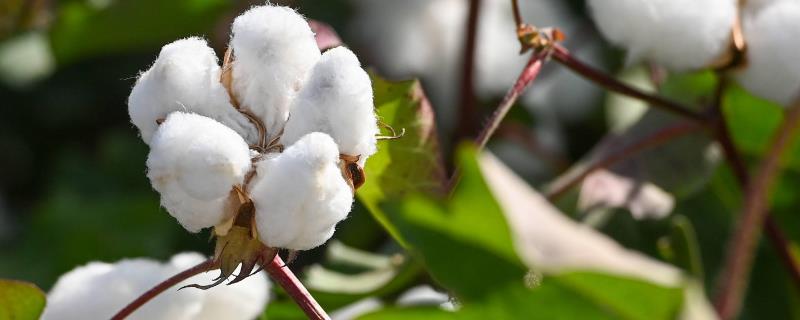 使用钾肥为什么能预防棉花早衰，使用后可增强棉花对枯萎病的抵抗力