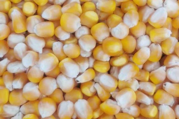 春玉米种植要点，选择良种是关键