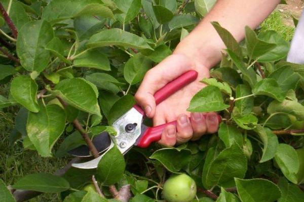 怎么通过修剪提高苹果树的产量，多余的大枝要全部疏除