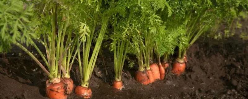 胡萝卜适种时间，每年7月份即可种植