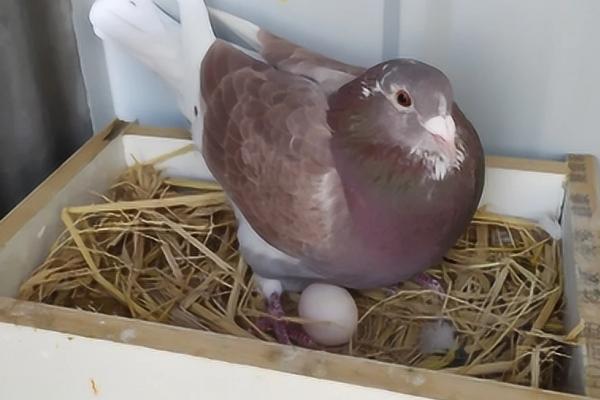 鸽子产下第一窝要过多久才会产第二窝，补充营养可以提高产蛋率