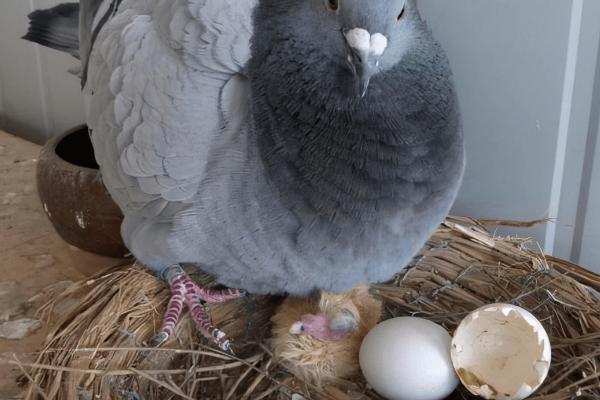 鸽子产下第一窝要过多久才会产第二窝，补充营养可以提高产蛋率