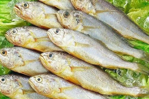 一斤黄花鱼要多少钱，大黄花鱼一般比小黄花鱼更贵