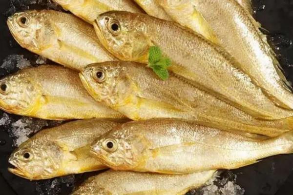 一斤黄花鱼要多少钱，大黄花鱼一般比小黄花鱼更贵