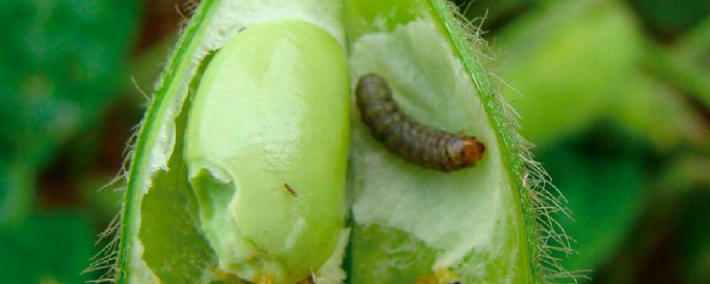 大豆出现豆荚螟的规律，幼虫会结茧越冬并再次为害