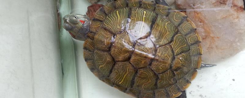巴西龟的外观特点，头部具有暗黄色条纹