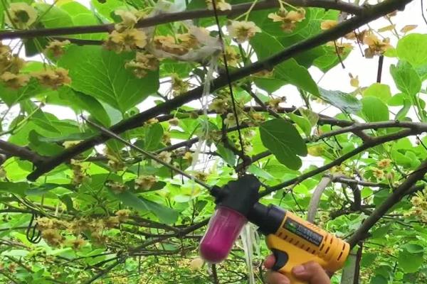 猕猴桃授粉方法，盛花期可请蜜蜂来帮忙