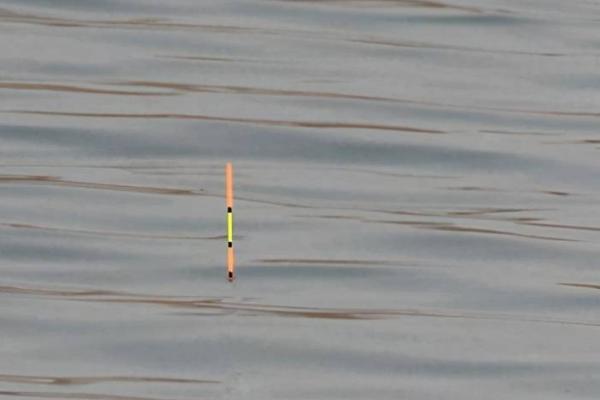 钓鲢鱼的方法和注意事项，钓点要选择溶氧含量高的水域
