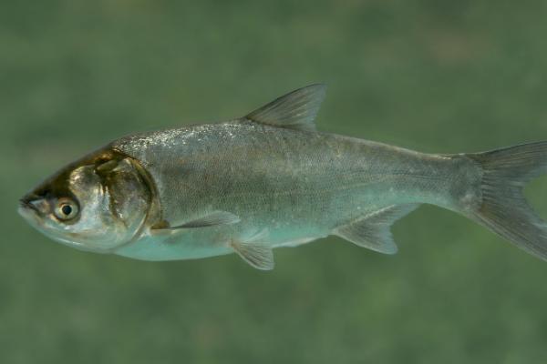 钓鲢鱼的方法和注意事项，钓点要选择溶氧含量高的水域