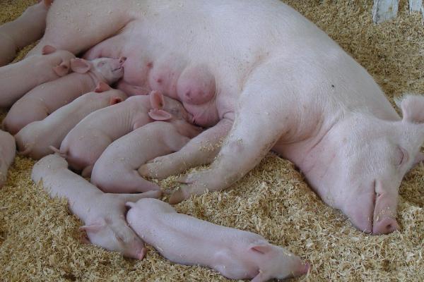 怀孕母猪吃食少如何解决，对温度比较敏感