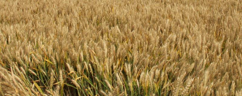 玉米小麦生产中存在哪些问题，肥料使用过多导致残留物超标