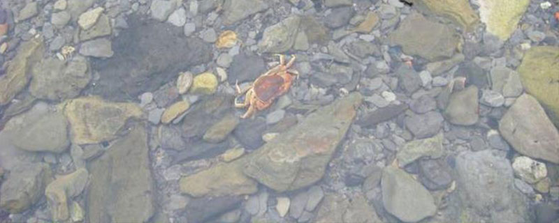 如何判断河里有无螃蟹，水草和石头较多的位置一般有蟹