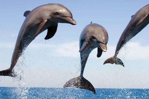 海豚喜欢吃的东西是什么，常捕食乌贼和各种小鱼