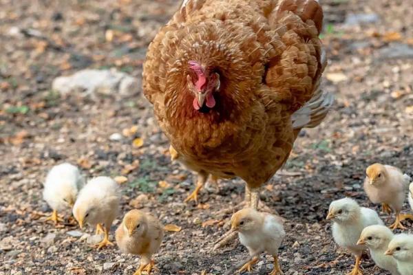 小鸡20日龄一天吃多少料，蛋鸡和肉鸡的喂料量不同