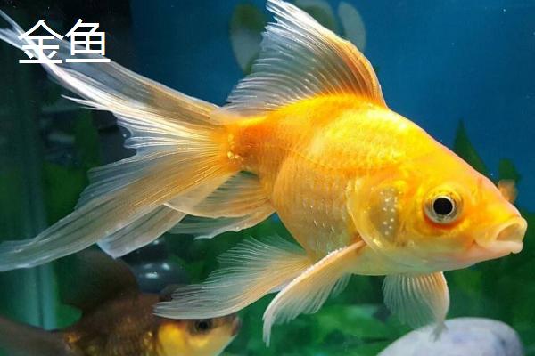 金鱼是什么鱼，又被称为金鲫鱼
