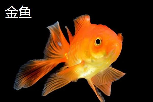 金鱼是什么鱼，又被称为金鲫鱼