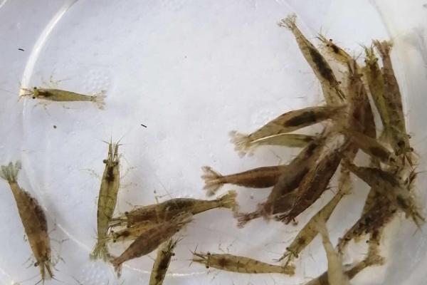 黑壳虾养多久能繁殖，长到1.5cm才具有繁殖能力