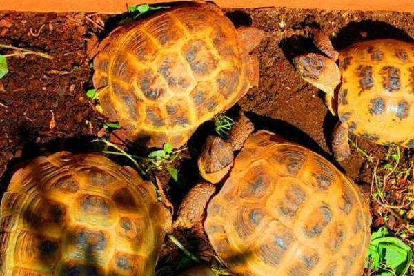 陆龟的养殖方法，生长期间需提供一定光照