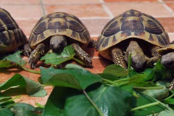 陆龟的养殖方法，生长期间需提供一定光照