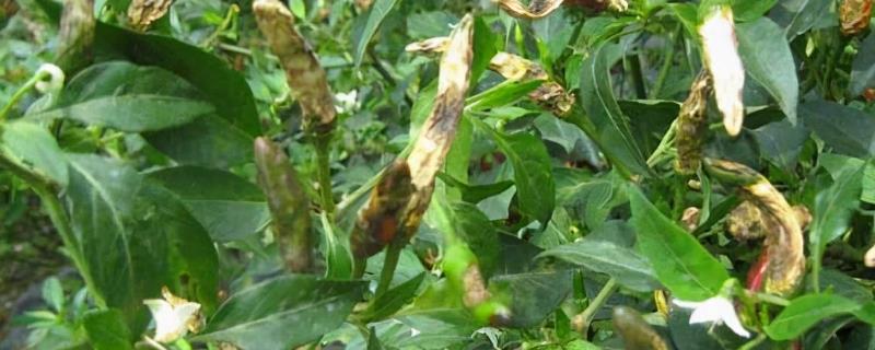 辣椒的主要病害如何鉴别，发生疫病时叶片上会出现暗绿色病斑