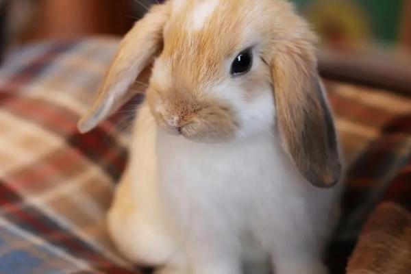 兔子养多长时间才能认主，时常喂食可增进感情