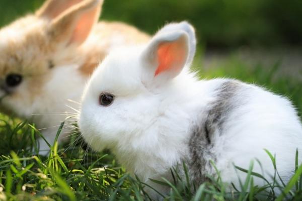 兔子养多长时间才能认主，时常喂食可增进感情
