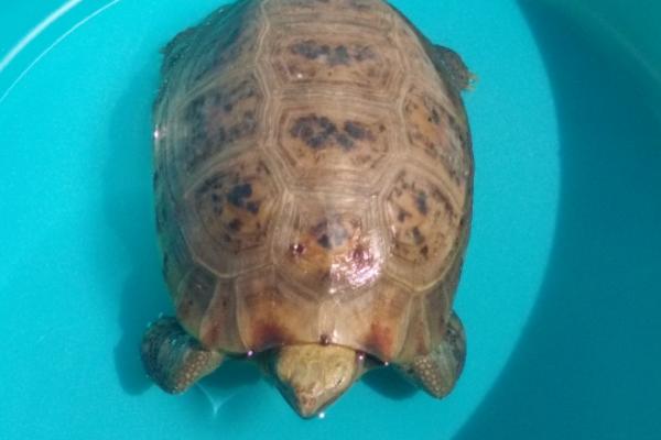 缅甸陆龟的寿命和体型，部分个体可存活60年以上
