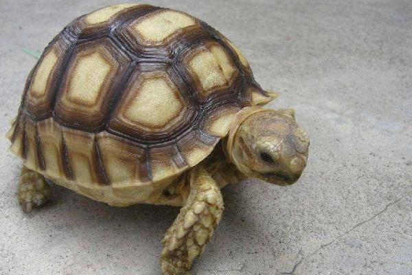 缅甸陆龟的寿命和体型，部分个体可存活60年以上