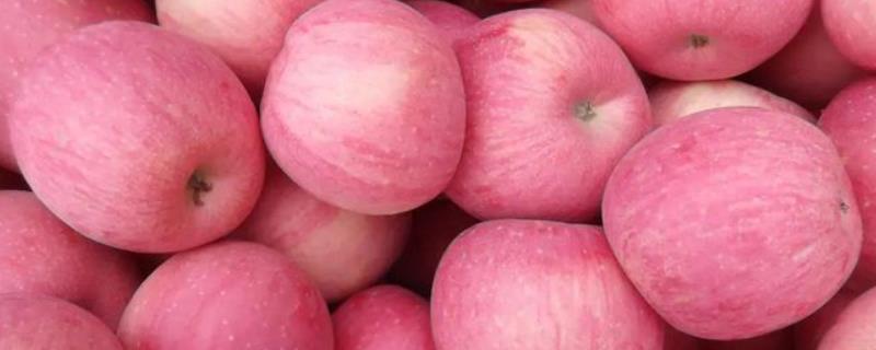 2023年种哪些水果具有良好的前景，种植阿克苏苹果可远销国外