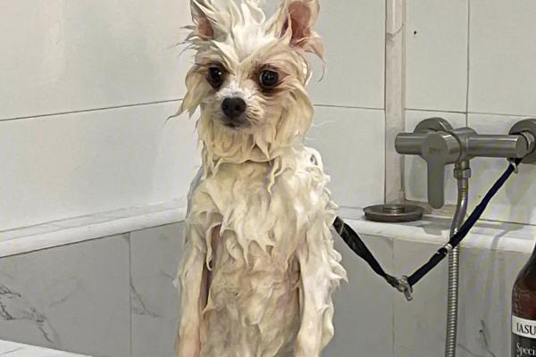 狗用硫磺皂如何使用，持续揉搓至产生泡沫再洗净即可