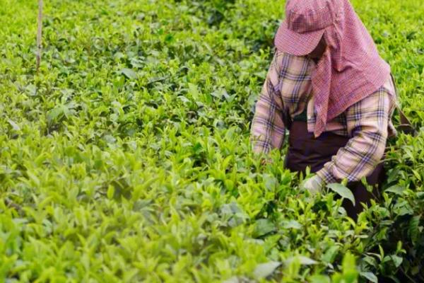 怎么在成年茶园中采收茶叶，应贯彻采养兼顾的原则