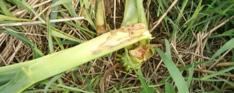 怎么防治甜玉米细菌性茎腐病，及时清园可减少菌源