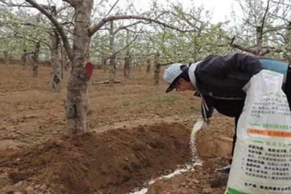 苹果树施肥时间，4-5月份可分别追施萌芽肥和花后肥
