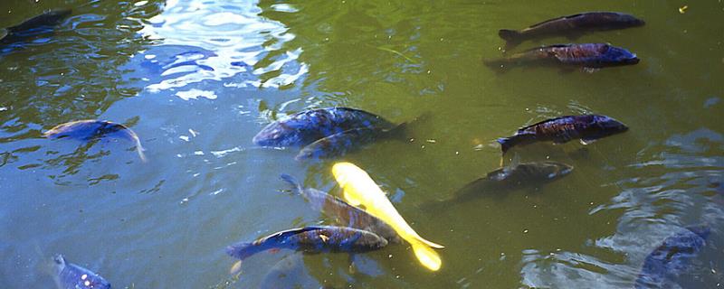 鲤鱼的养殖方法，每隔一段时间需消毒一次