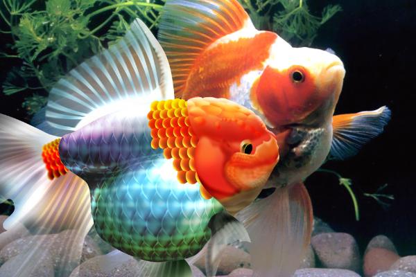 金鱼和孔雀鱼能否一起养，二者对水温的要求不同